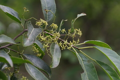 Cassine glauca